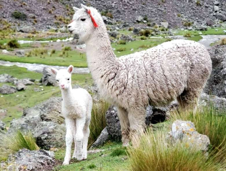 Eco Sheep Information