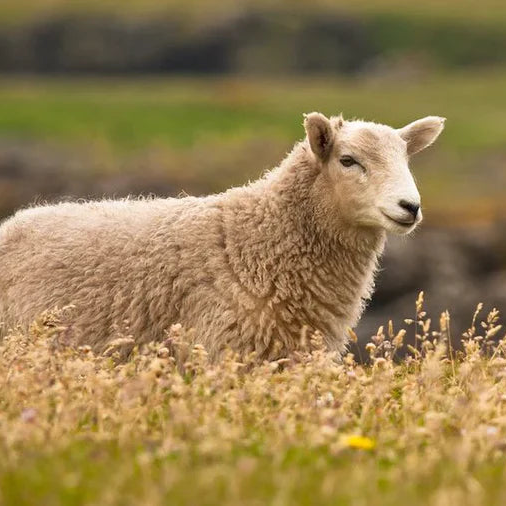 Eco Sheep Information