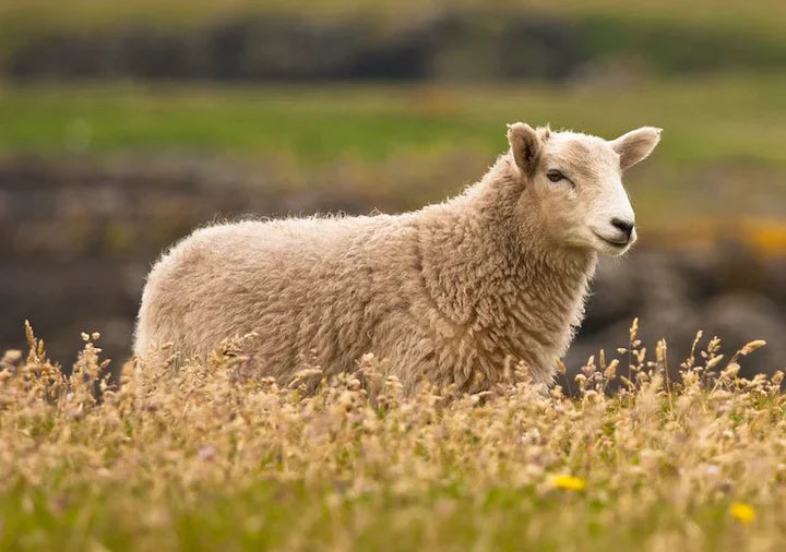 Eco Sheep Information