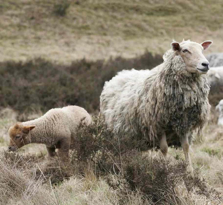 Eco Sheep Information