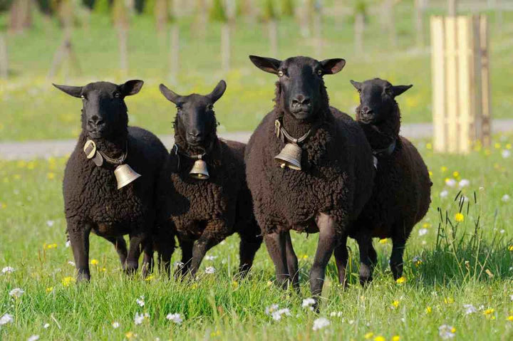 Eco Sheep 3