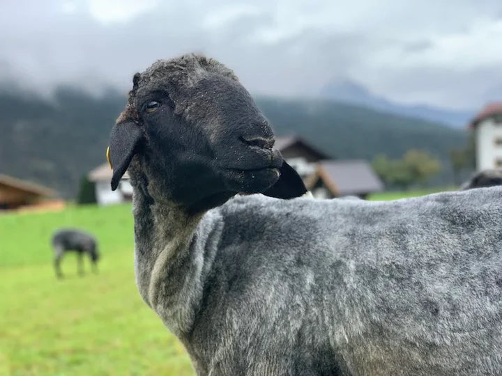Eco Sheep Information